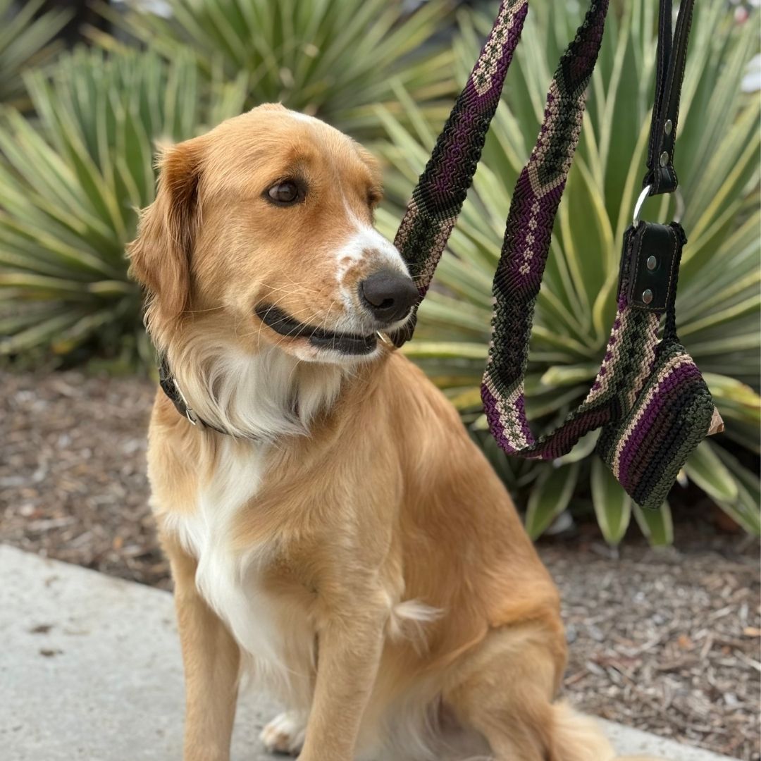 Instinto Feroz Handwoven Dog Collar and Dog Leash