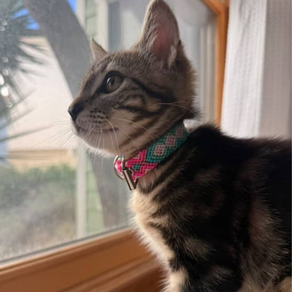 Pink Cat Collar Handmade in Mexico