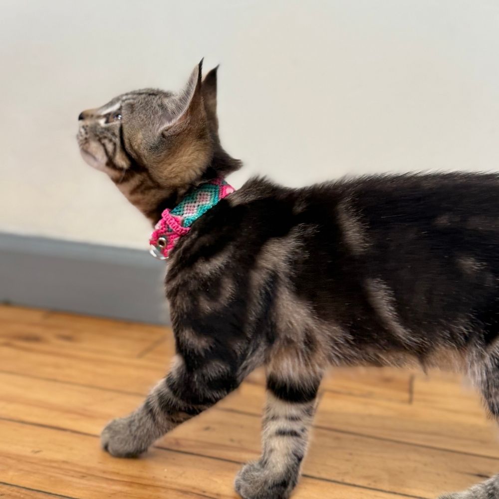 Pink Handmade Cat Collars made in Mexico