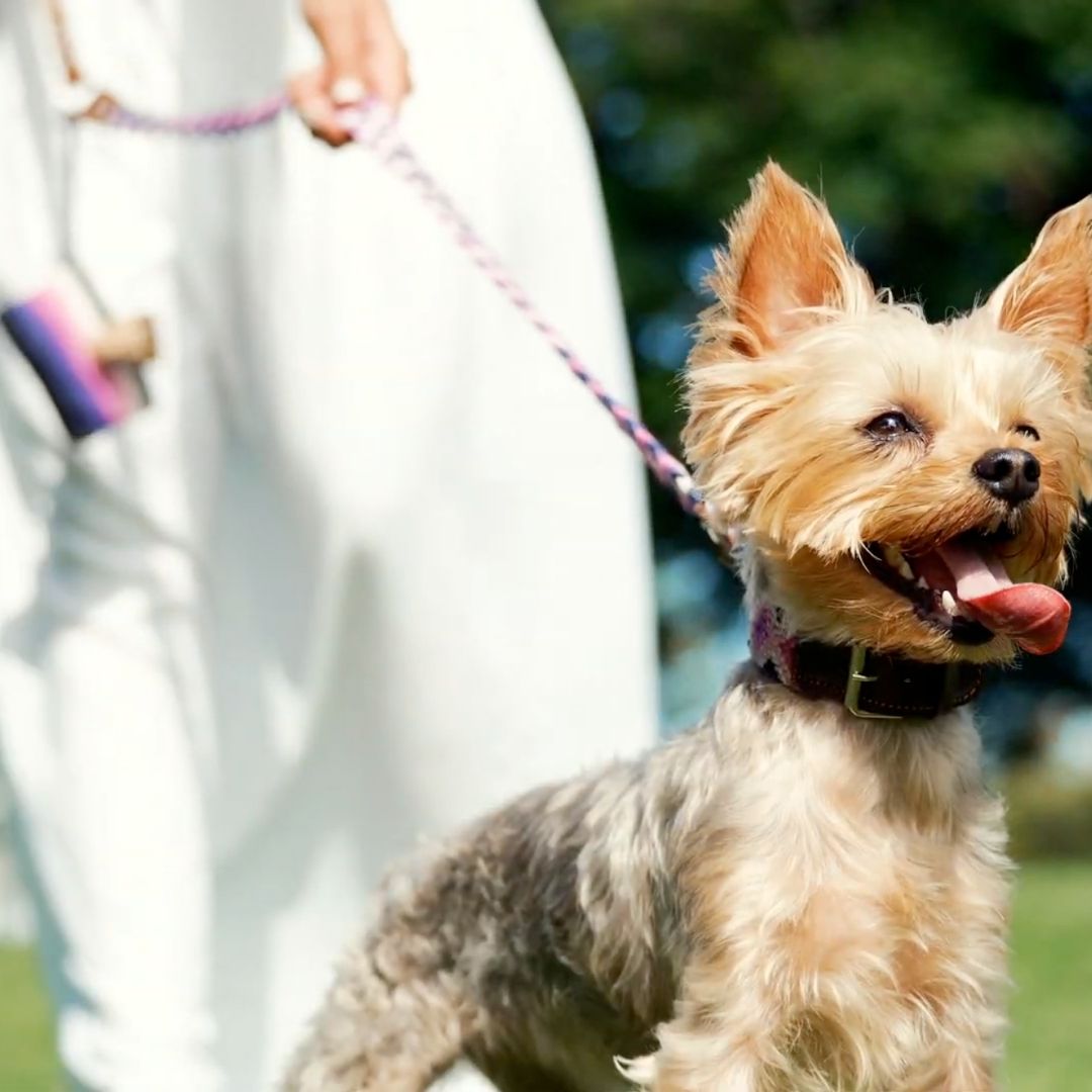 Pink and Purple Handcrafted Dog Walking Set