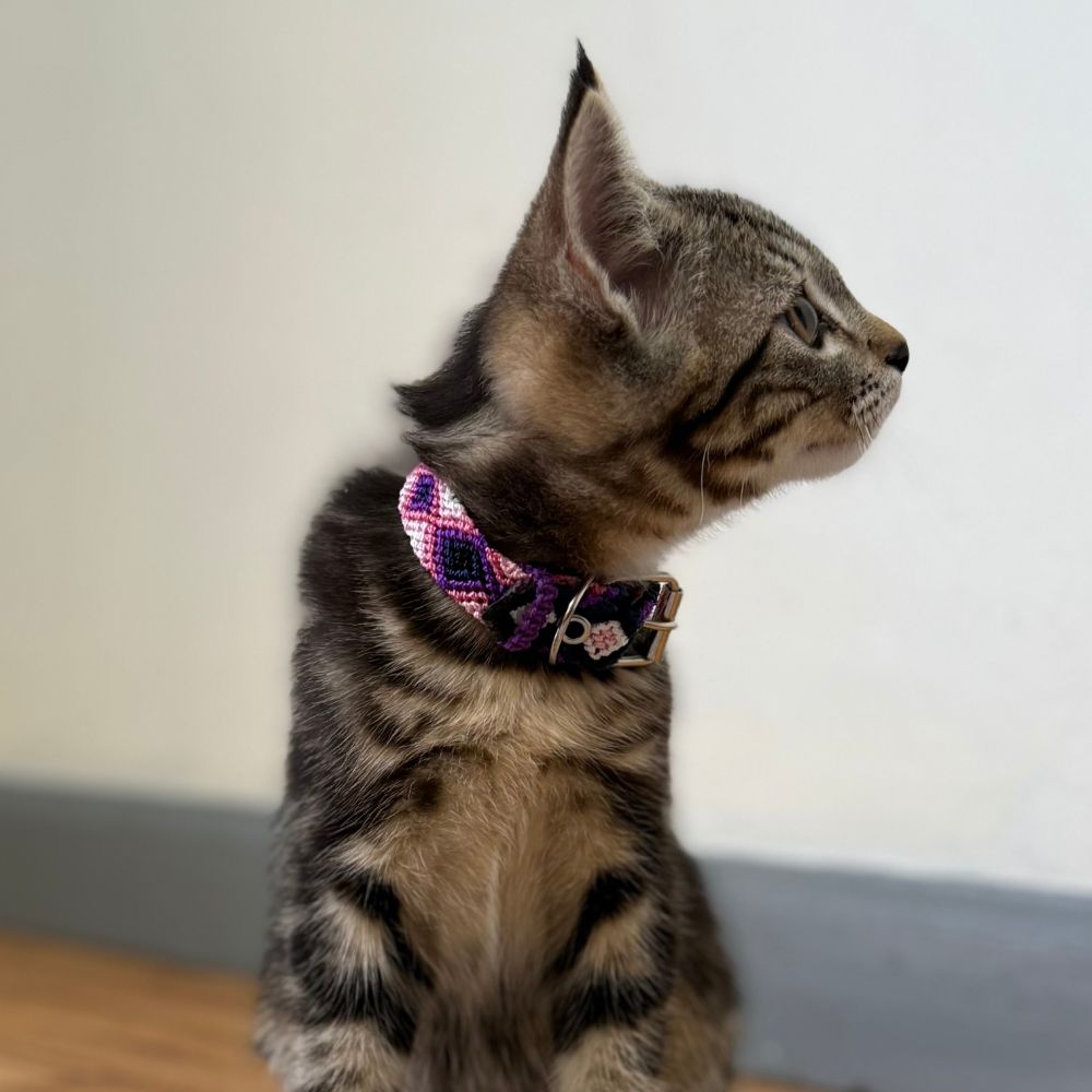 Pink and Purple Handmade Cat Collars made in Mexico