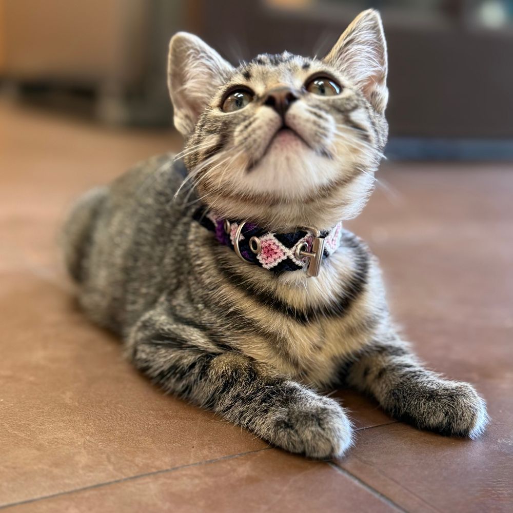 Pink and Purple Handwoven Cat Collars made in Mexico