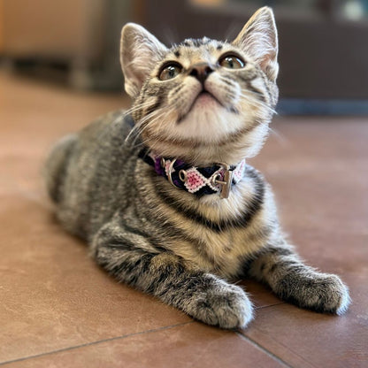 Pink and Purple Handwoven Cat Collars made in Mexico