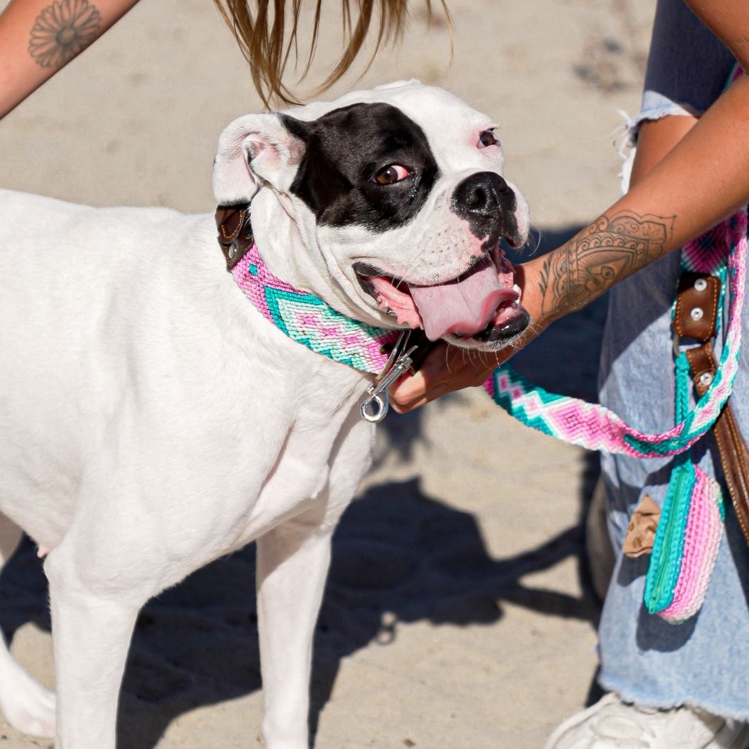 Pink and Turquoise Dog Collar and Leash Set