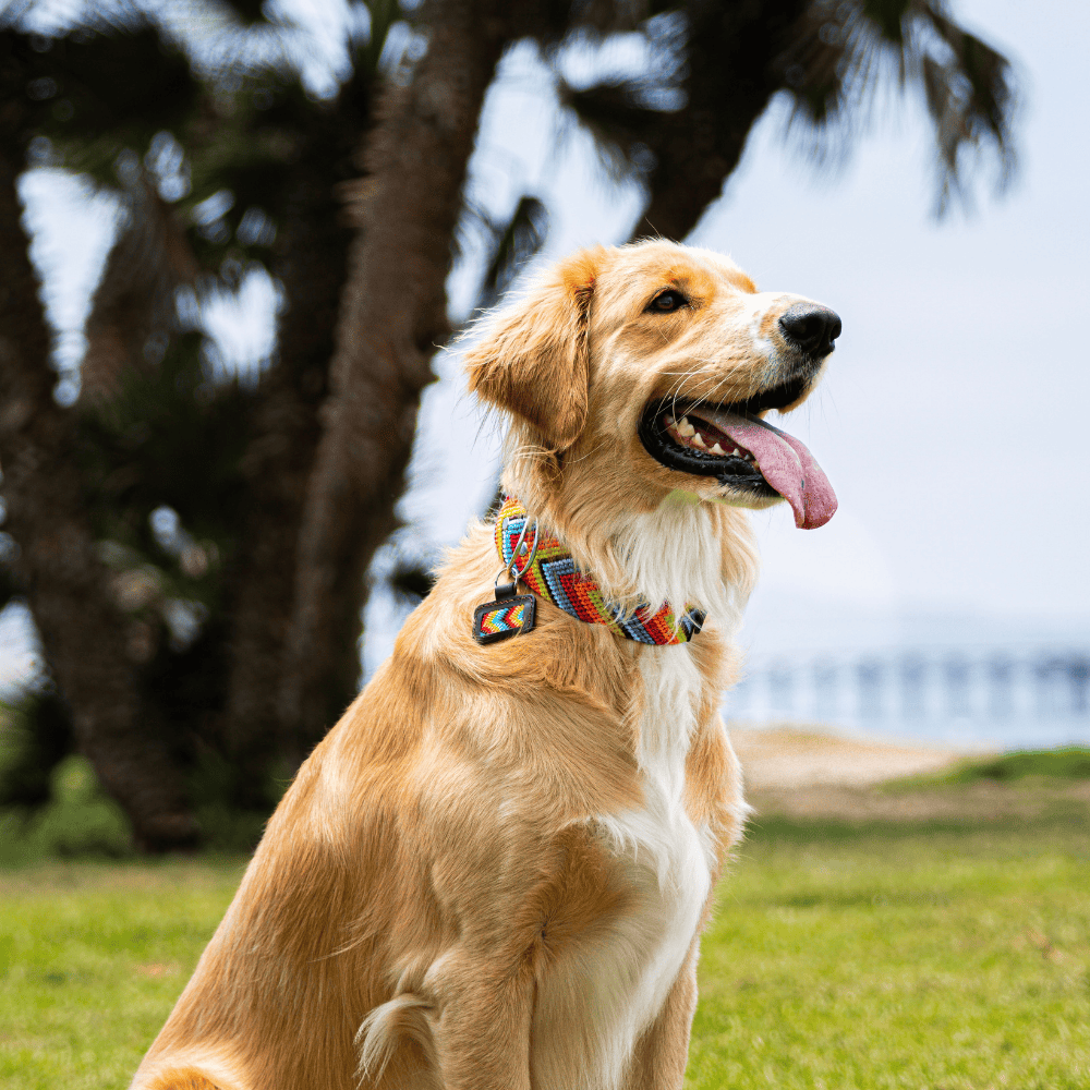 Prisma Intensa Handcrafted Dog Collar