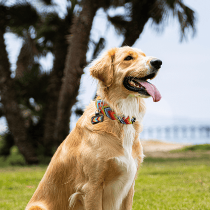 Prisma Intensa Handcrafted Dog Collar