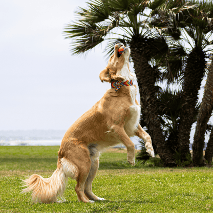 Prisma Intensa Handcrafted Dog Collar From Mexico