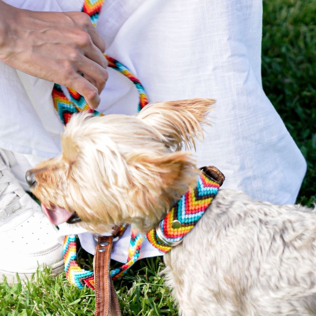 Prisma Intensa Handcrafted Dog Collar and Leash