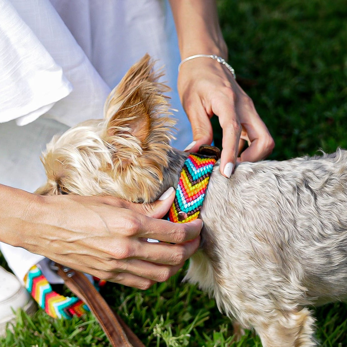 Prisma Intensa Hanwoven Dog Collar and Leash