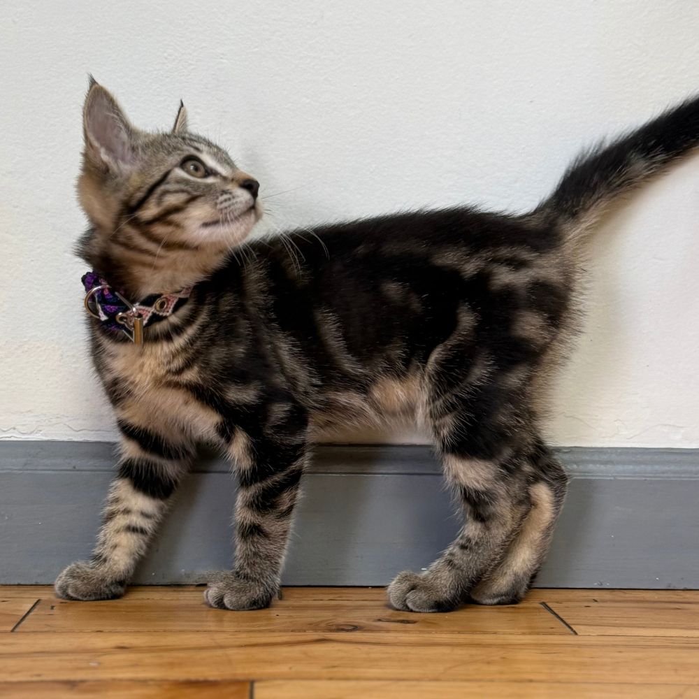 Purple Handwoven Cat Collars made in Mexico