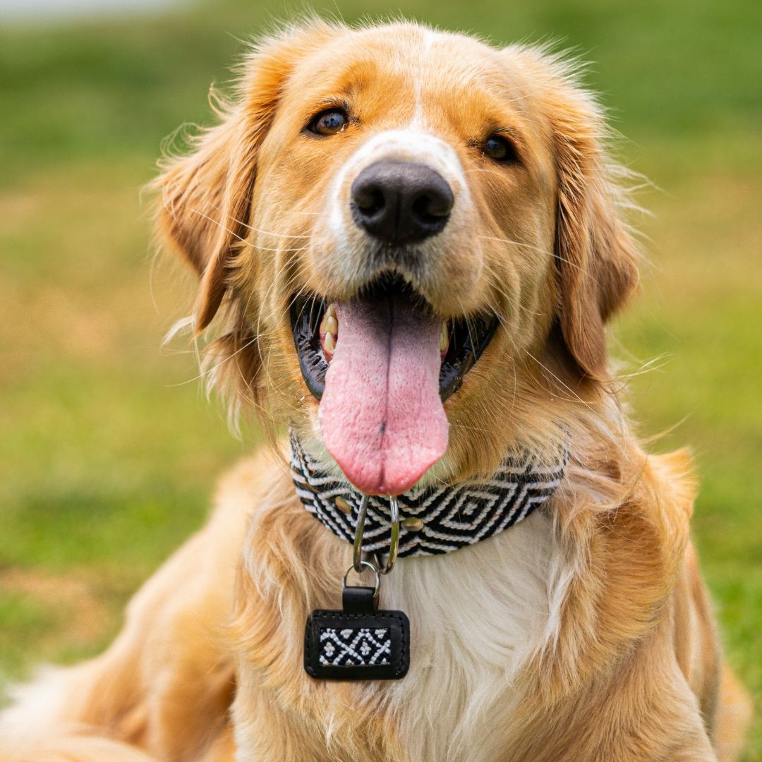 Golden retriever wearing handcrafted custom dog ID tag in Equilibrio Equinox, black and white woven design hanging from collar outdoors