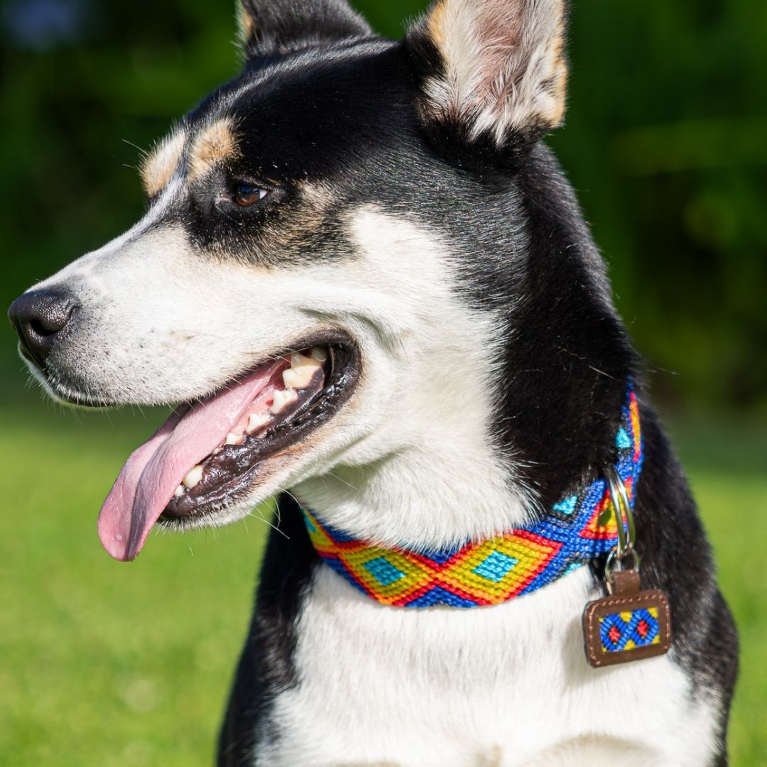 Husky wearing handcrafted dog collar and custom dog ID tag in Euforia Gaia, colorful woven diamond pattern