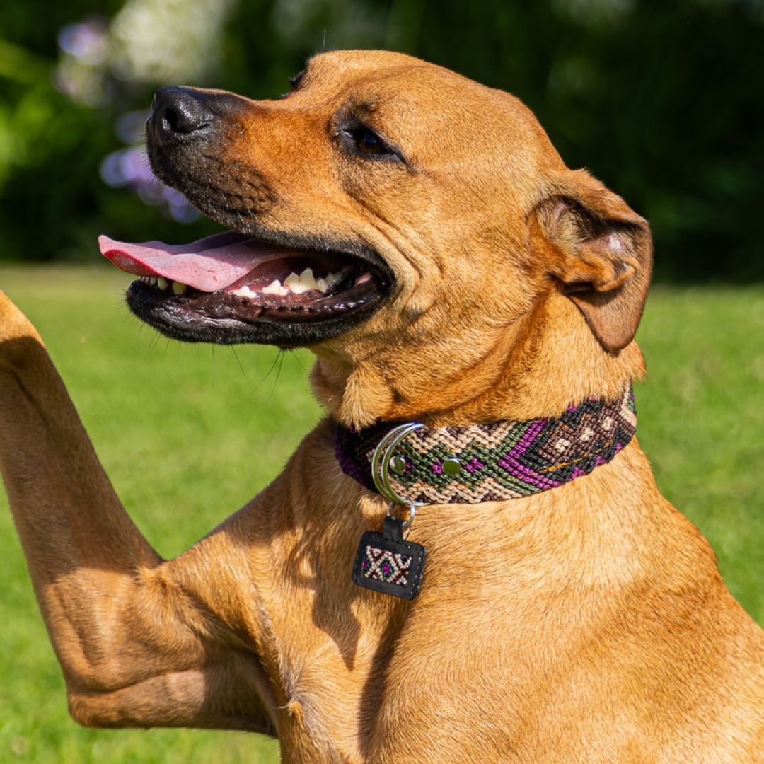 Dog wearing handcrafted dog collar and custom dog ID tag in Instinto Feroz, woven pattern in purple and earth tones outdoors